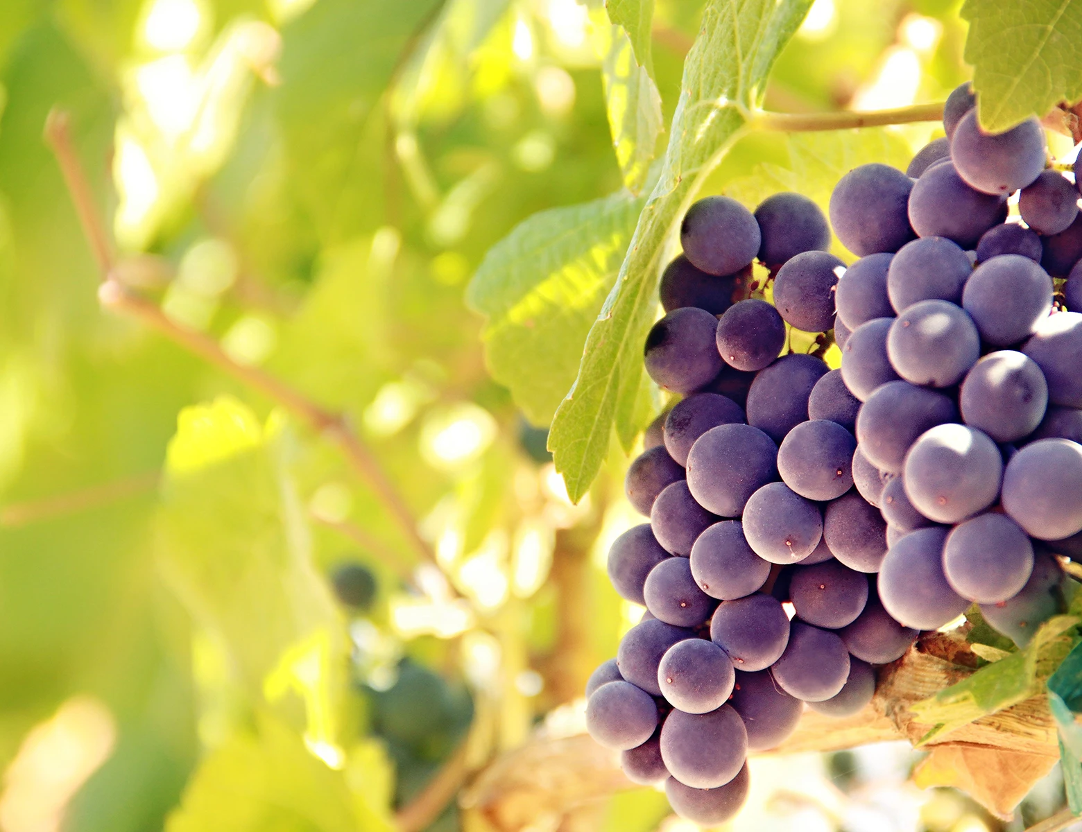 Grants and Applications