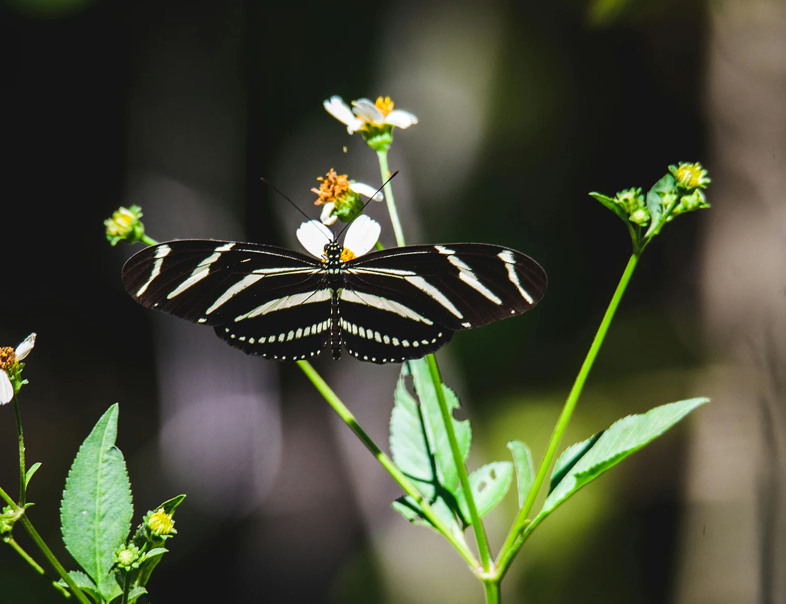 Search and Call Guide