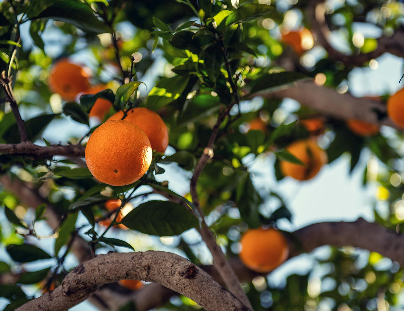 Search and Call Guide